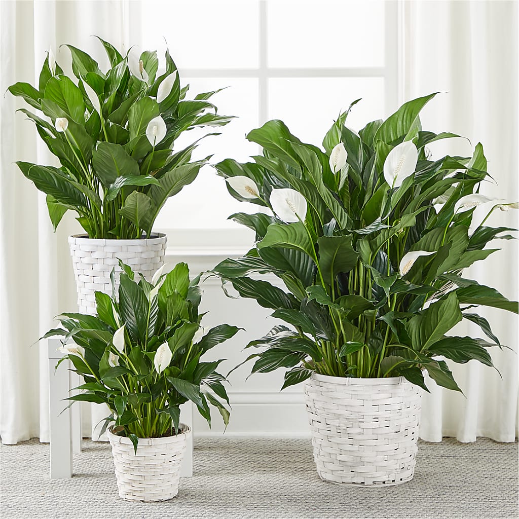 A New Leaf Peace Lily – All Of The Good Flowers, Jackson NJ