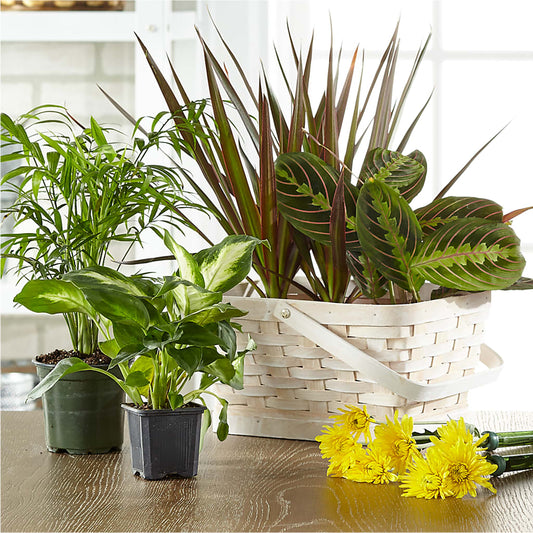 Florist Designed Blooming and Green Plants in a Basket –  All Of The Good Flowers, Jackson NJ