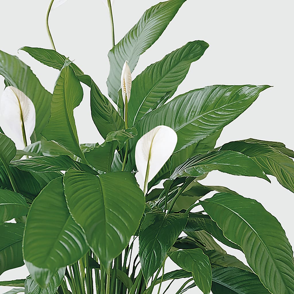 Tranquil Moments Peace Lily Plant –  All Of The Good Flowers, Jackson NJ